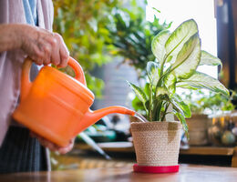 A person waters a houseplant with a watering can.